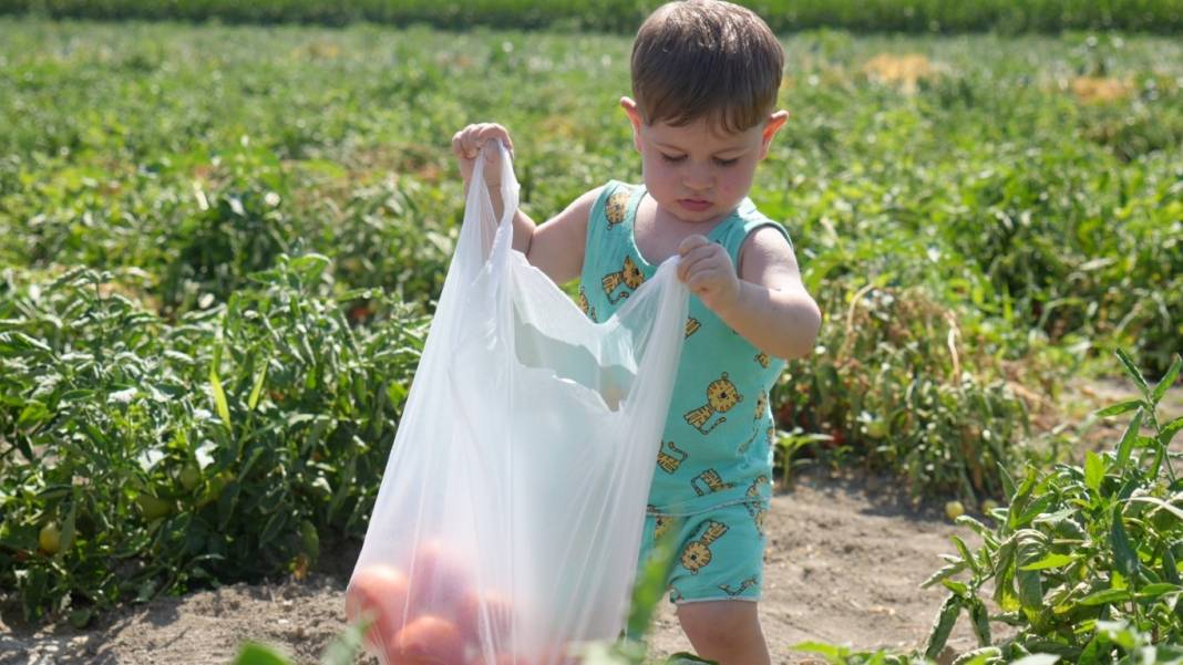 Kış hazırlıklarının olmazsa olmazı! Bu domateste hasat farklı oluyor: Herkes kendi topluyor 6